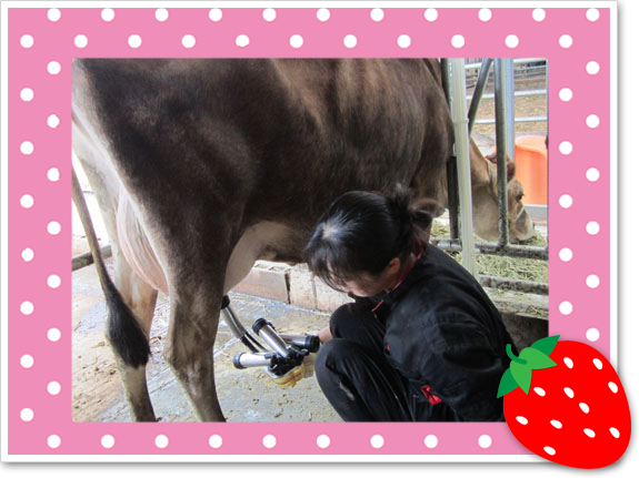 毎日牛乳を出してくれるジャージー牛のチーフとハーム 搾乳担当は弥生さんです。