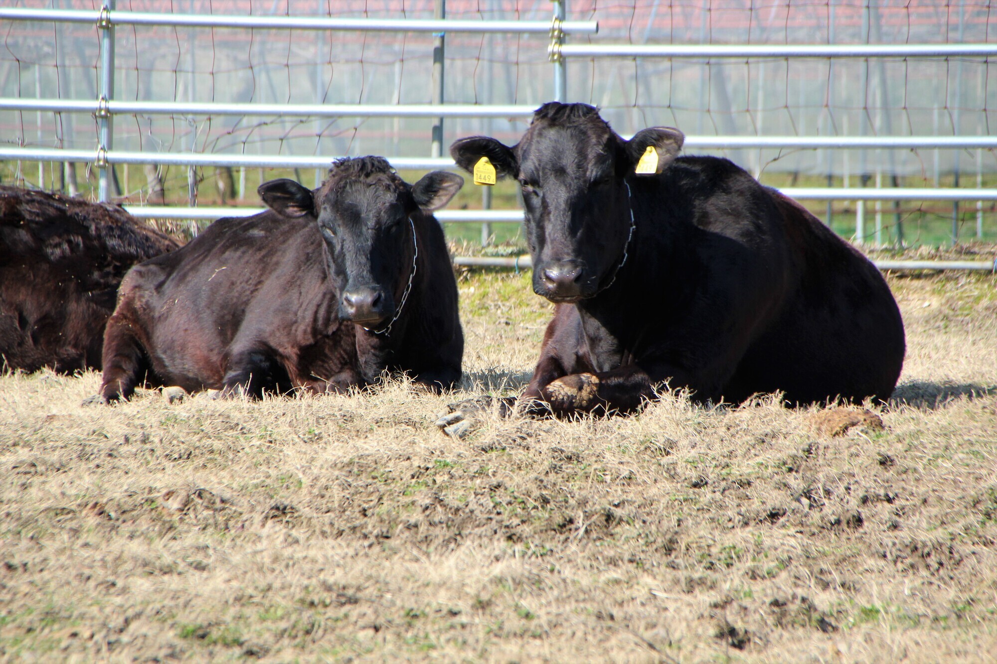 黒毛和牛、ジャージー牛の飼育・生産