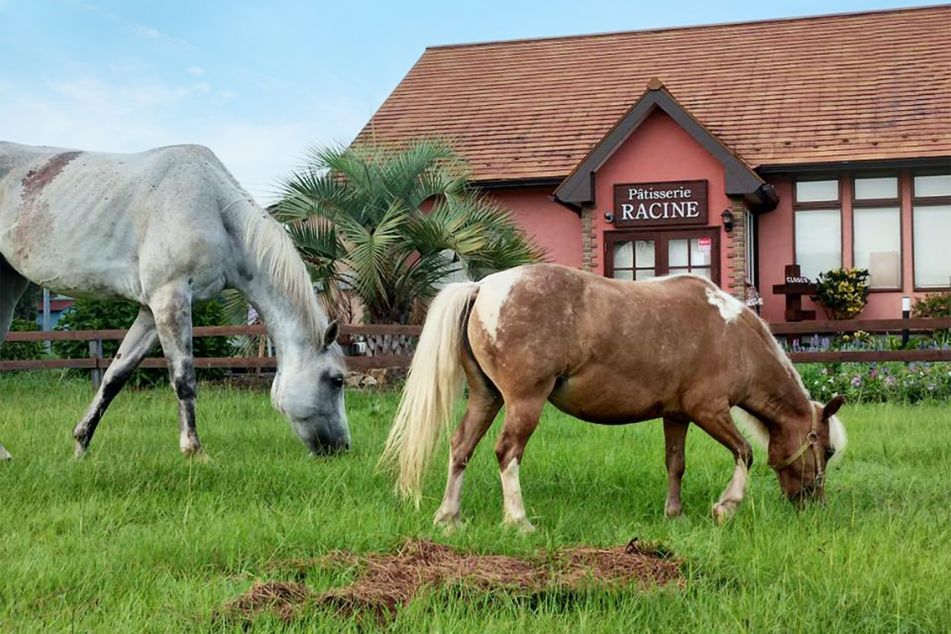 乗用馬の飼育・生産