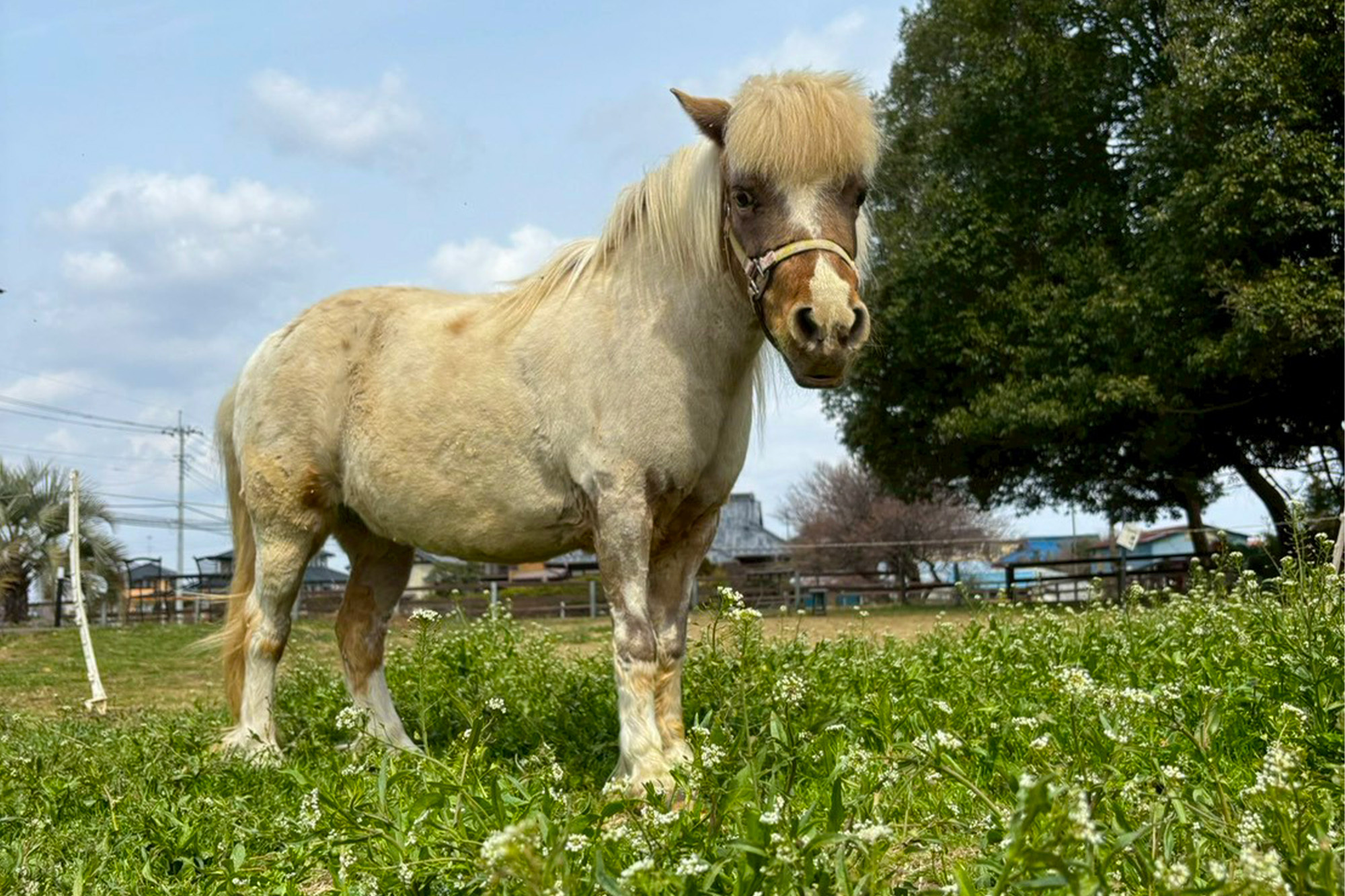 放牧されるジャージー牛の見学や引き馬体験など、自然とふれあえる体験